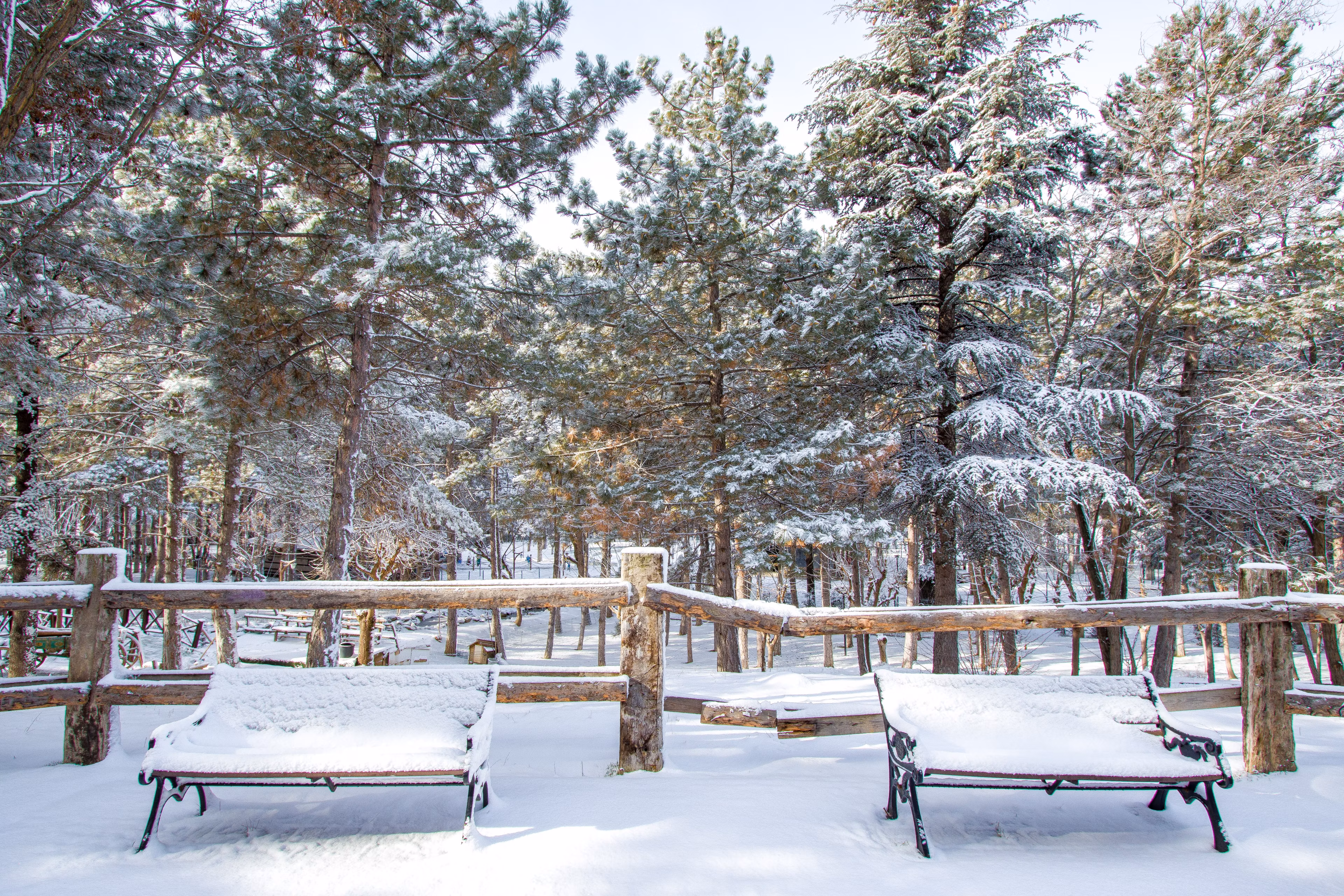 Ifrane & Middle Atlas Cedar Forest Day Trip from Fes